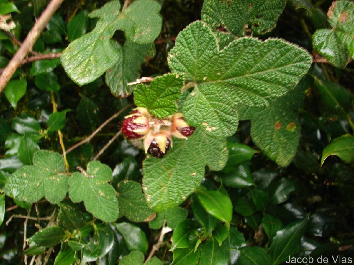 Rubus rugosus Sm.